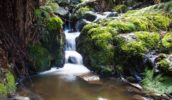 Dandenong Ranges is weekender nirvana for Melburnians
