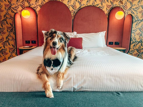 The best pet-friendly stays around Australia