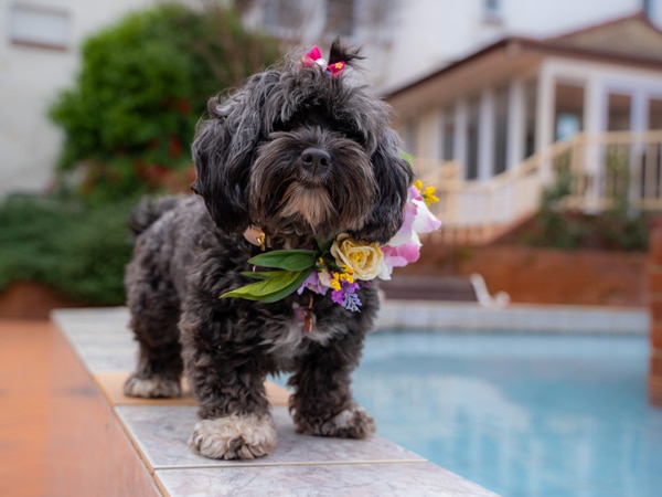 Ένα μικρό, μαύρο σκυλί είναι καλυμμένο με λουλούδια καθώς στέκεται δίπλα στην πισίνα στο Mercure Canberra.  (Εικόνα: Mercure Canberra)