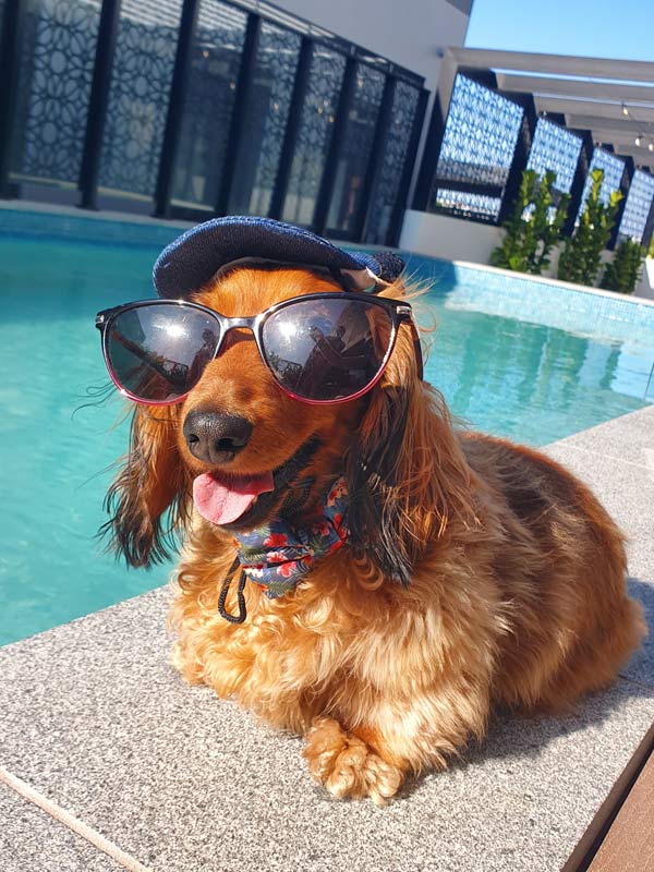 Dachshund με γυαλιά ηλίου και καπέλο στην πισίνα του Quest Robina.  (Εικόνα: Quest Robina)