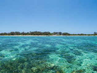 Lady Elliot Island snorkelling is incredible