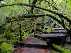 Styx Big Tree Reserve Tasmania