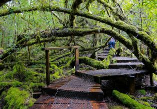 Styx Big Tree Reserve Tasmania