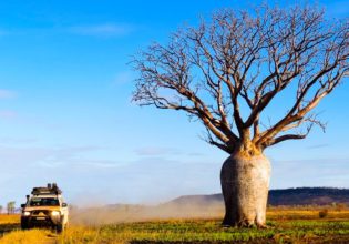 Boab on the back road Wyndham to Kununurra