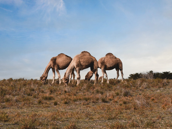 camels grazing in the field at Humpalicious Camel Farm