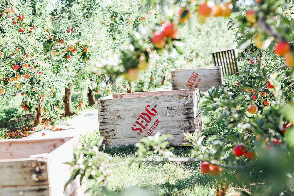 Vines and fresh Batlow apples at Courabyra Wines