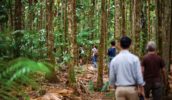 Daintree Rainforest guided walk