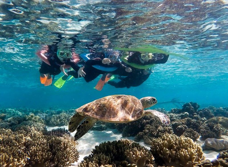 Ocean safari turtle Barrier Reef snorkelling