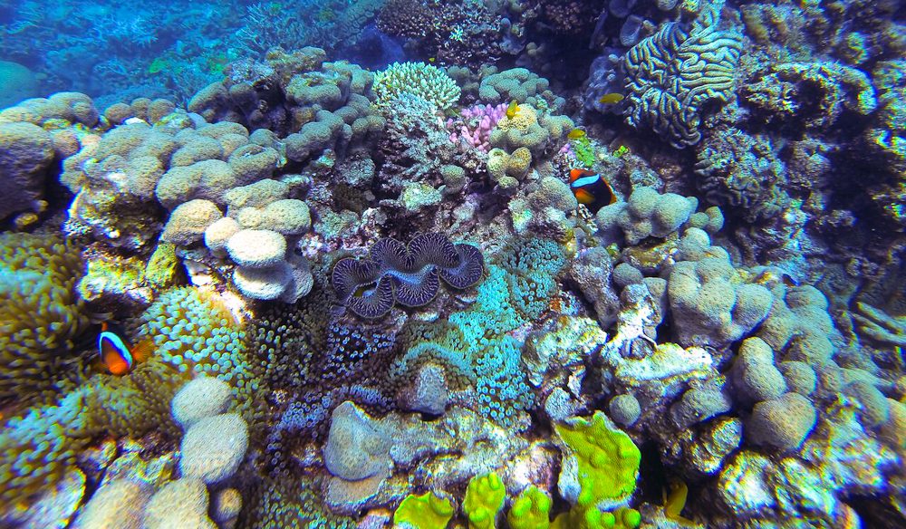 Ocean safari redo 4 reef cape tribulation