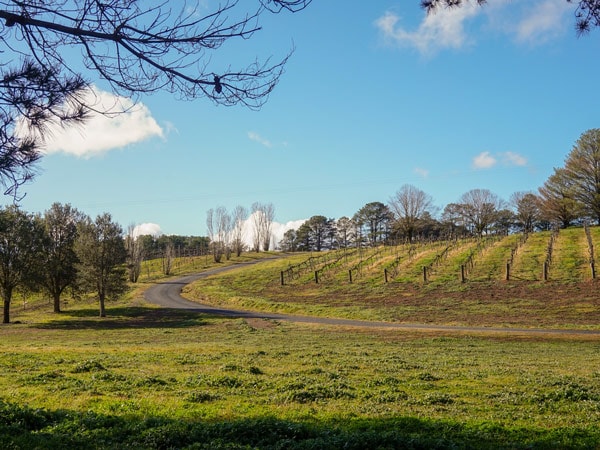 a vast vineyard landscape in Helm Wines