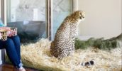 cheetah at Jamala Wildlife Lodge