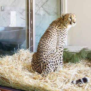 cheetah at Jamala Wildlife Lodge