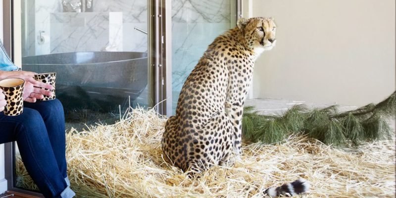 cheetah at Jamala Wildlife Lodge