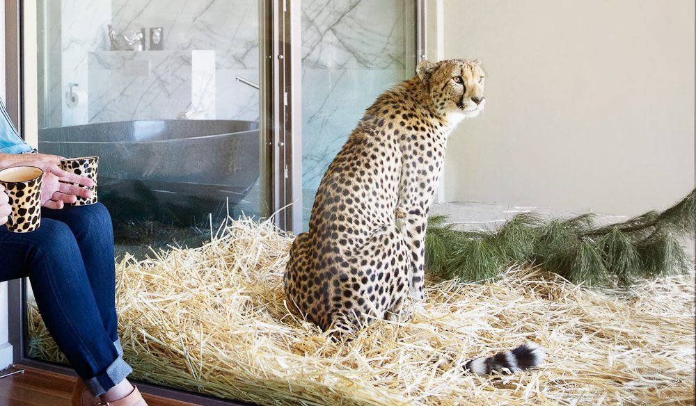 cheetah at Jamala Wildlife Lodge