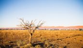 Big-Red-bash tent city-Birdsville