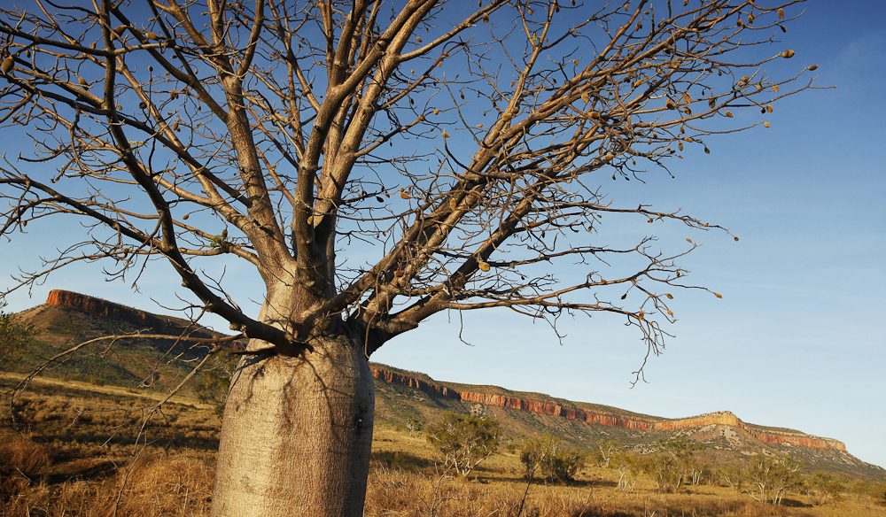 Boab tree Berkeley River Lodge