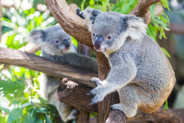 Lone Pine Sanctuary Brisbane