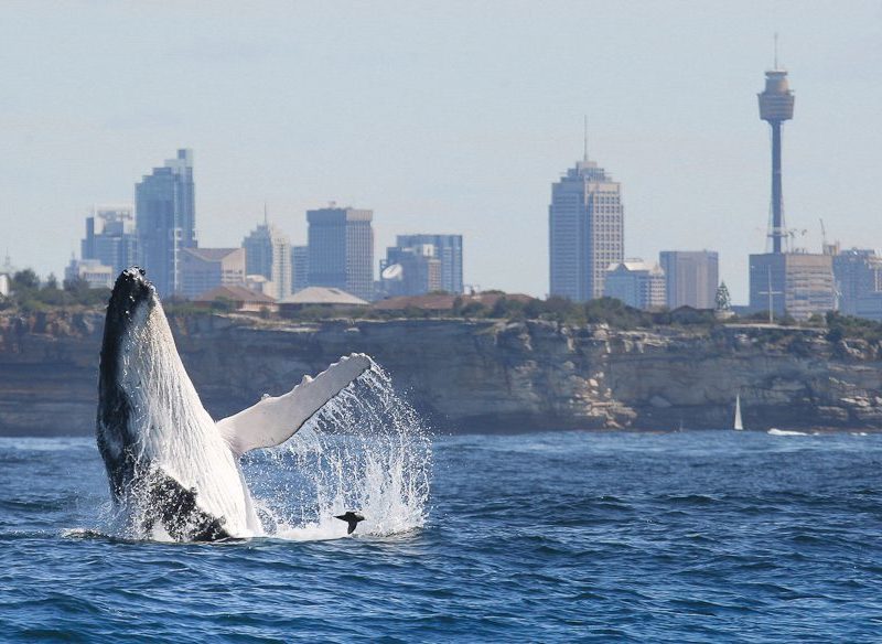 Whales put on a show beyond Sydney's harbour
