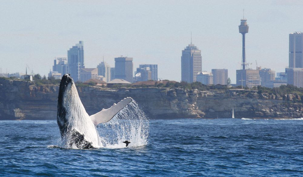 Sydney Whale Watching By Helicopter