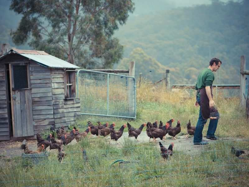 Agrarian Kitchen cooking school chickens