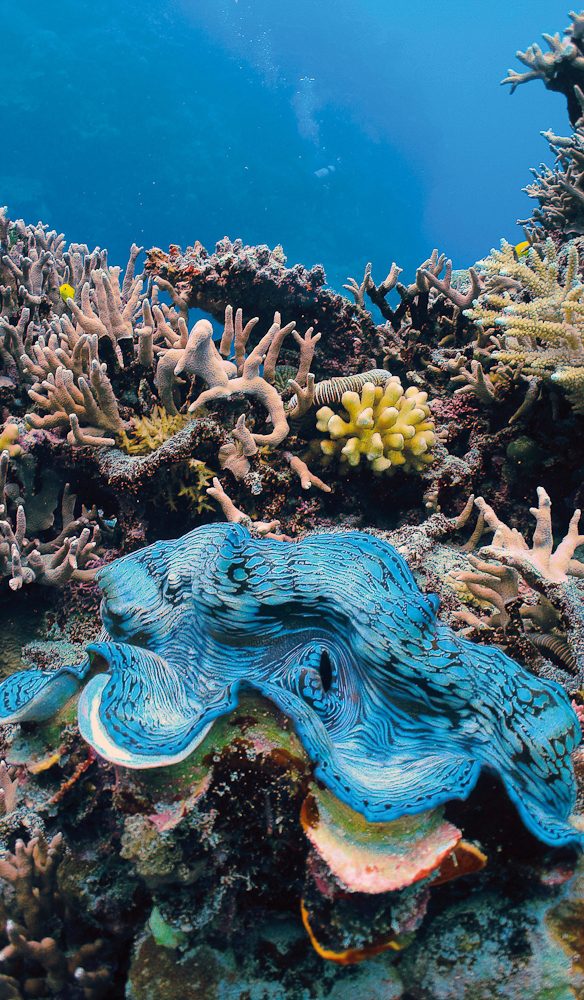 Giant Clam Great Barrier Reef