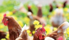 Fryar’s chicken farm lets chickens run free under the watchful eye of Maremma sheep dogs