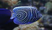 emperor angelfish Great Barrier Reef