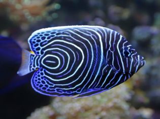 emperor angelfish Great Barrier Reef