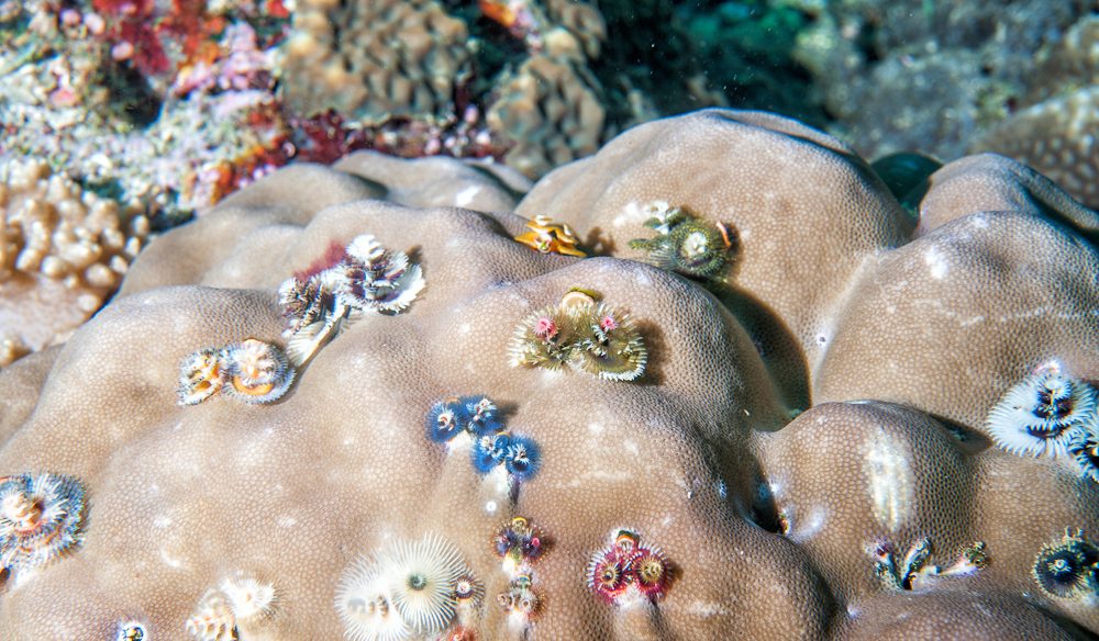 Colourful Christmas tree worms