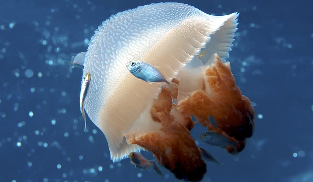 A spectacular mosaic jellyfish.