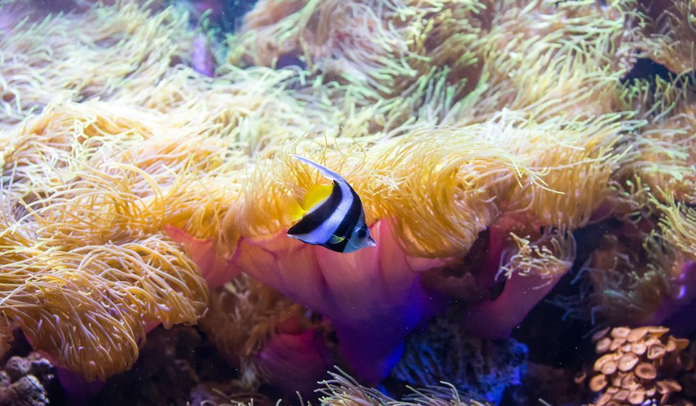 Anemones form a spectacular backdrop.