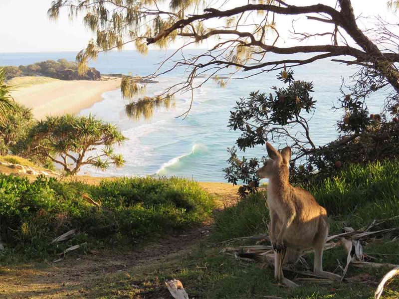 A kangaroo checks out the surf on North Stradbroke Island