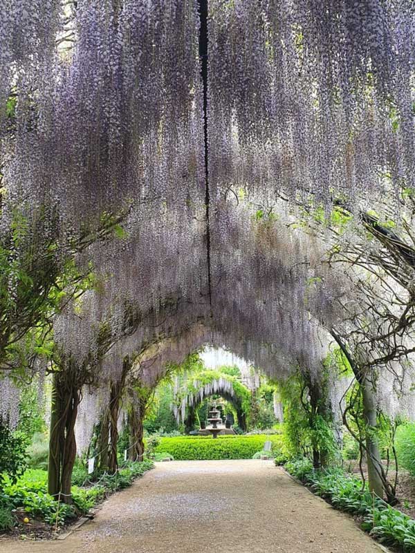 Wisteria Archway, Alowyn Gardens