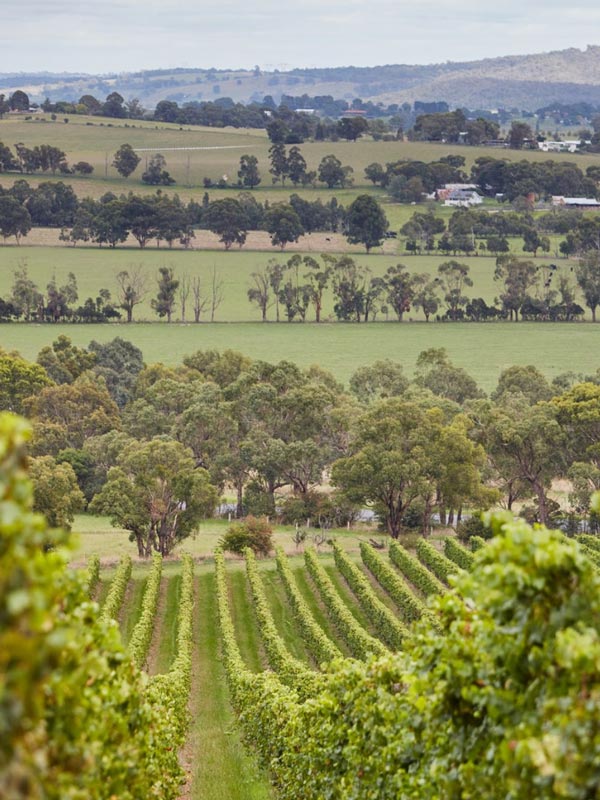 D - Block Pinot vines, Coombe Yarra Valley