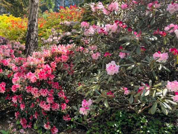 pink flowers, Dandenong Ranges Botanic Garden