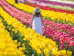 Tesselaar Tulip Festival