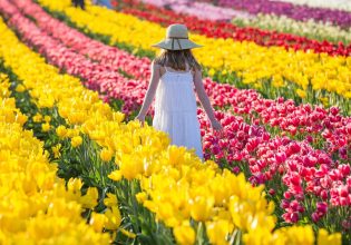 Tesselaar Tulip Festival