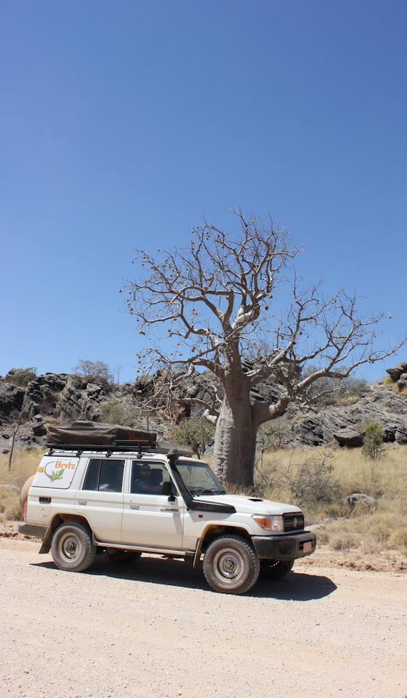 Boab tree Napier Ranges