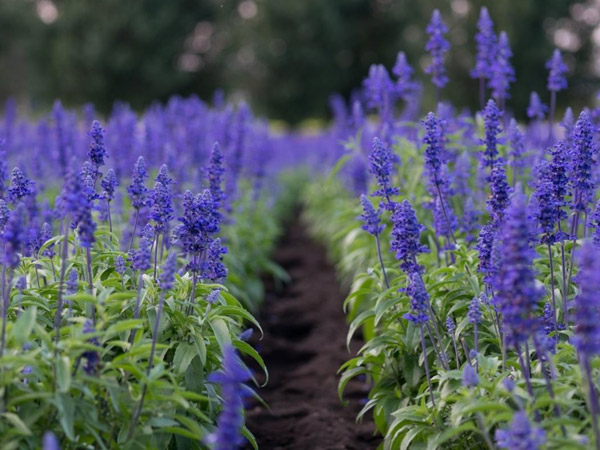 lavender field, Warrantina Lavender Farm