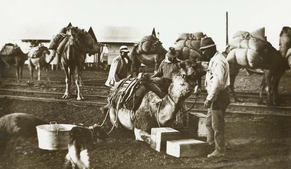 cameleers history australia outback