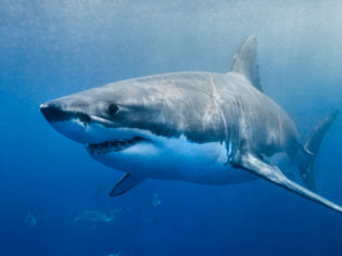 South Australia sharks