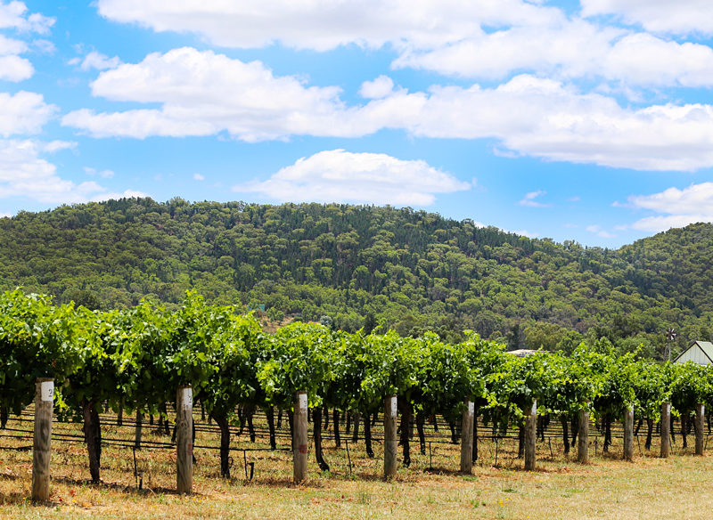 Why you should escape the crowds and head inland to Mudgee this summer