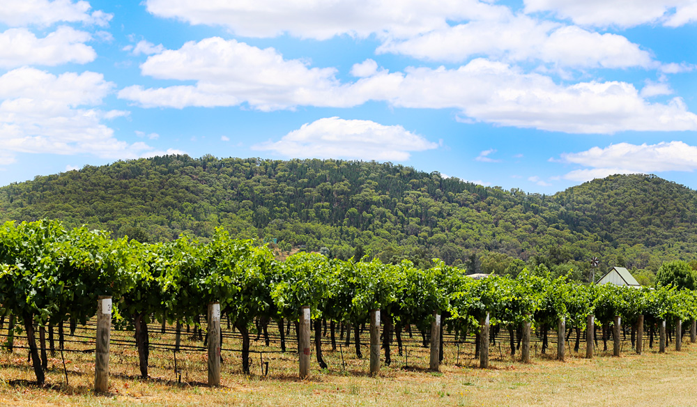 Why you should escape the crowds and head inland to Mudgee this summer