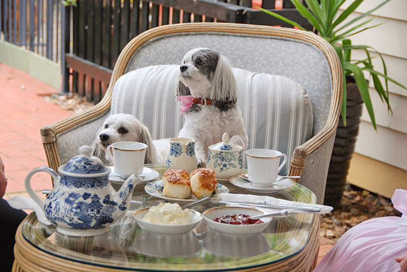 Must Love Dogs B&B, Rutherglen.
