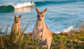 The beautiful wildlife at Look At Me Now Headland