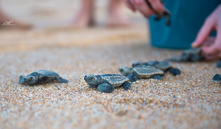 Bundaberg’s Turtle Hatchling Season 