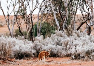 western australia outback roadtrips golden outback