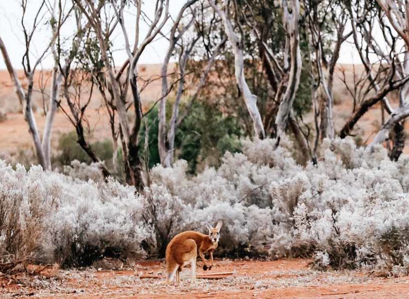 western australia outback roadtrips golden outback