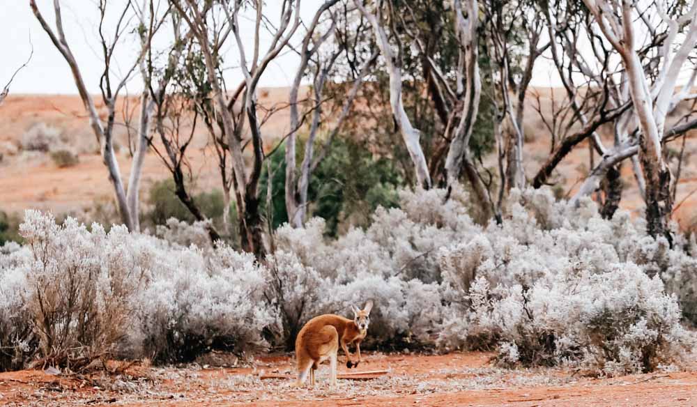 western australia outback roadtrips golden outback