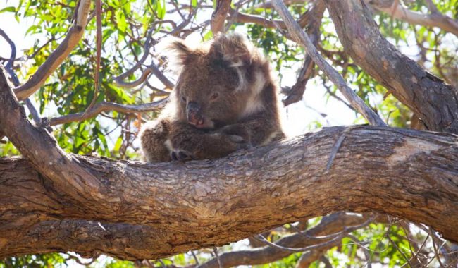 Mikkira Station manna gums koalas